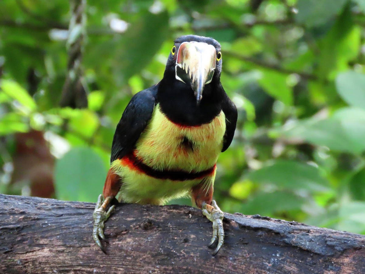 arassari pestrý - ML646819063