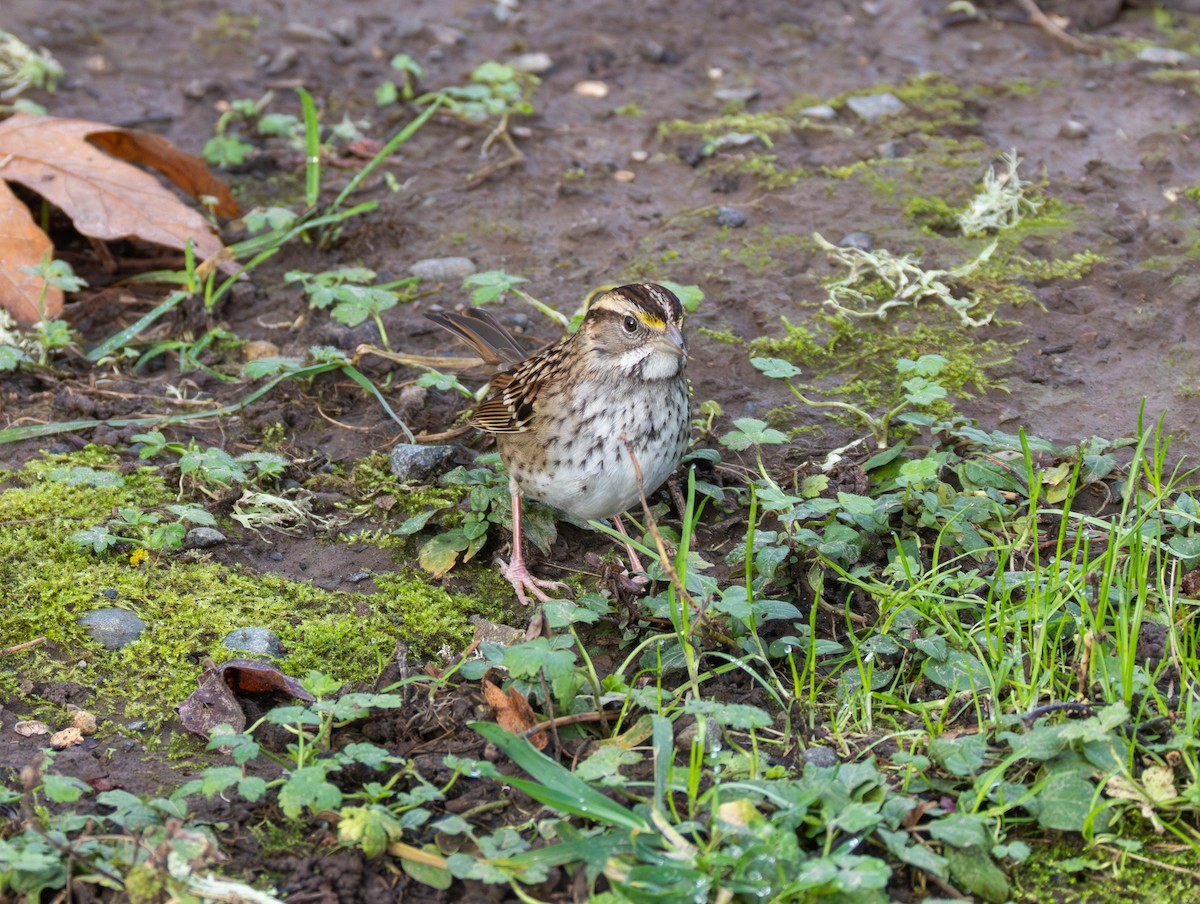 Белогорлая зонотрихия - ML646819064