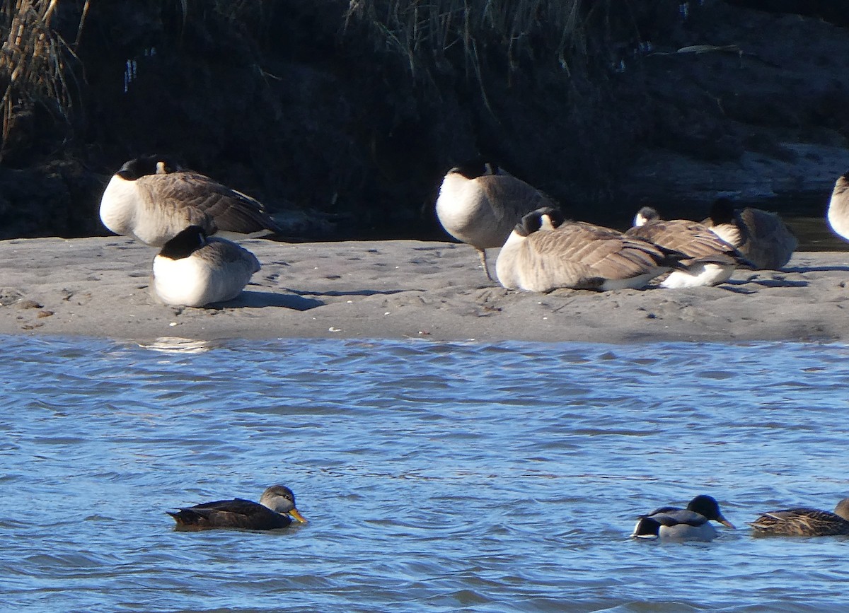 Canada Goose - ML646819066
