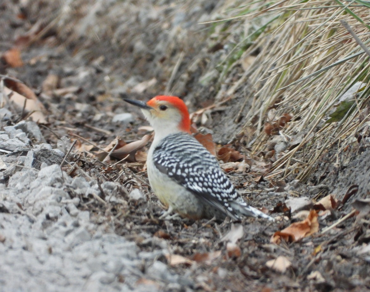 Red-bellied Woodpecker - ML646819067