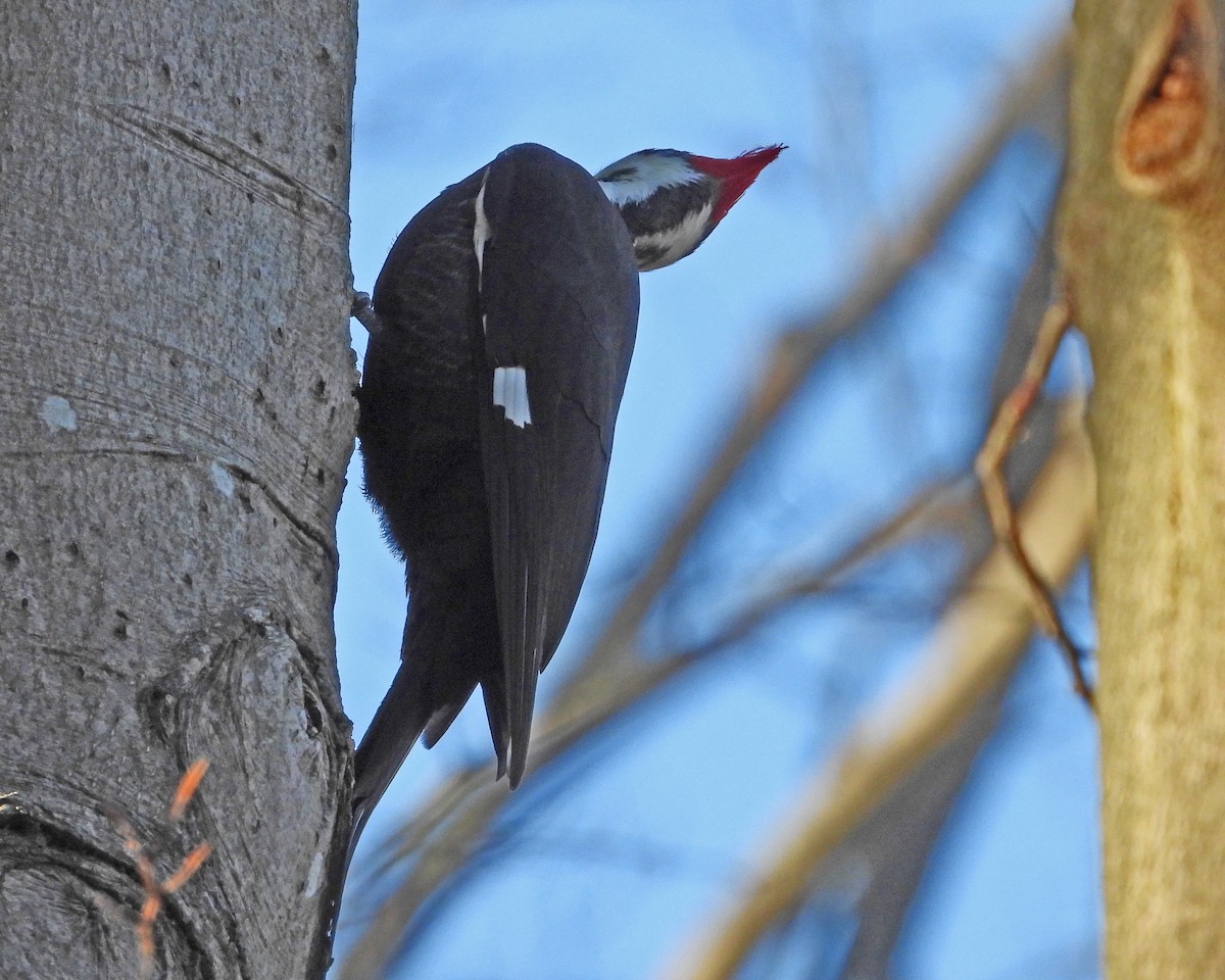 Pileated Woodpecker - ML646819070