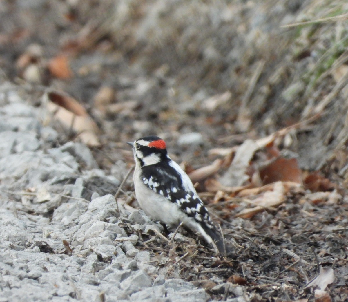 Downy Woodpecker - ML646819071