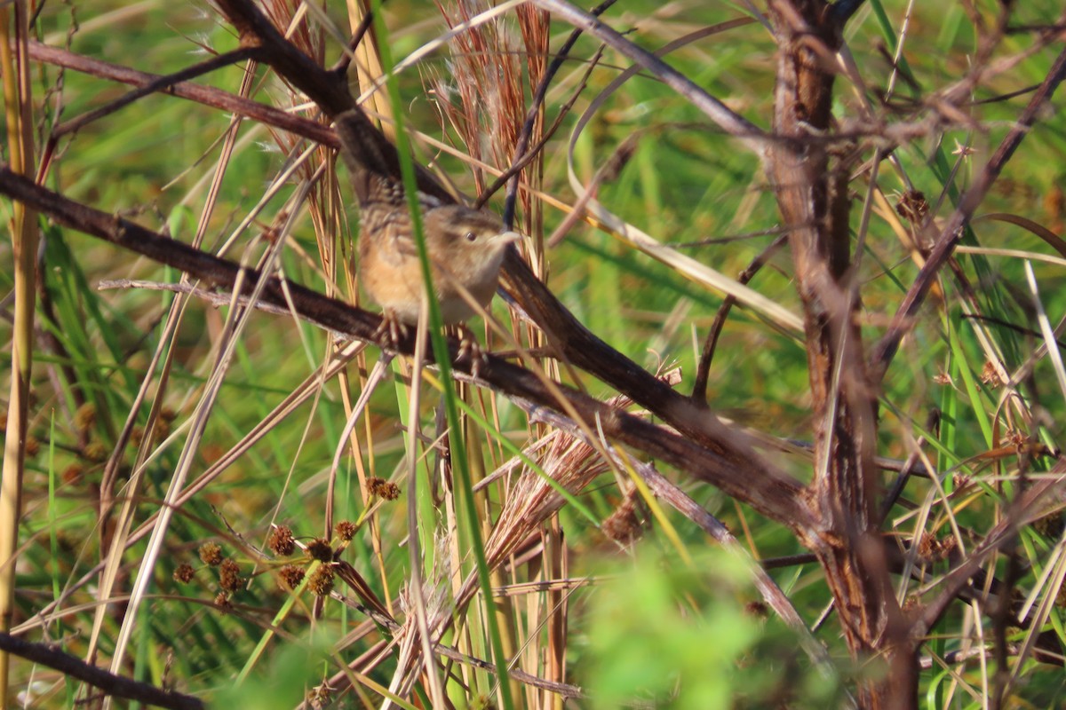 Cucarachero Culibarrado - ML646819072