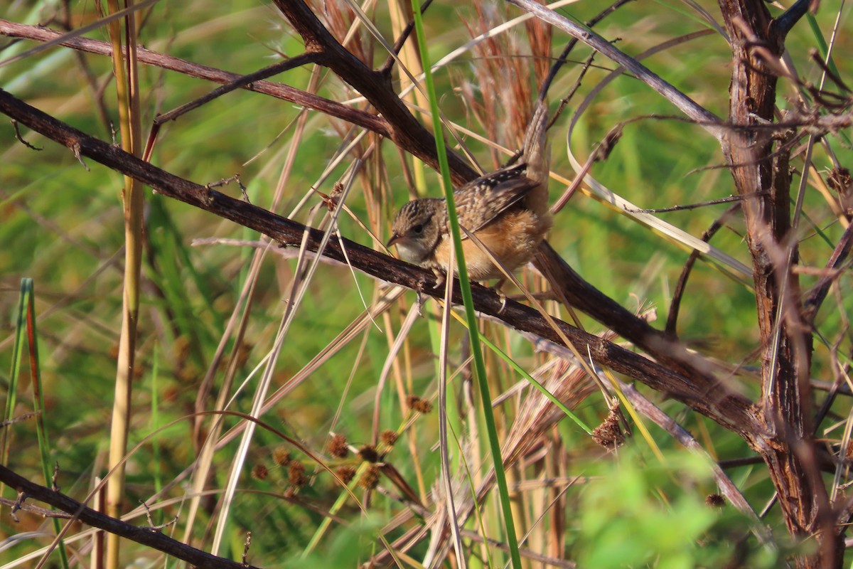 Cucarachero Culibarrado - ML646819073