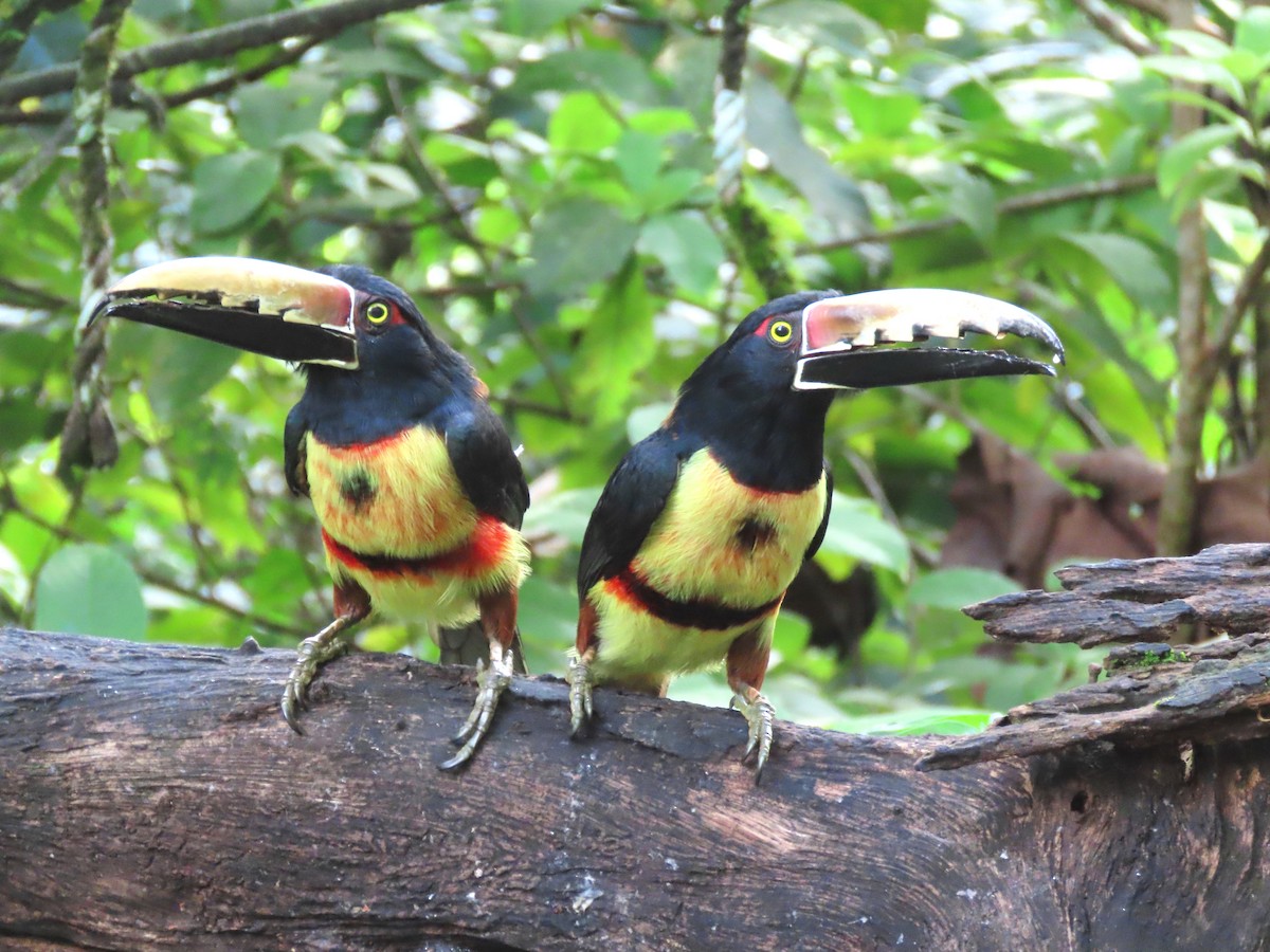 arassari pestrý - ML646819074