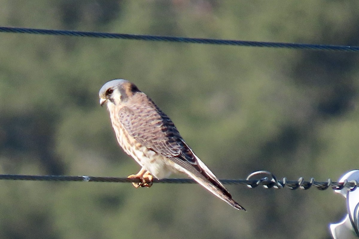 American Kestrel - ML646819079