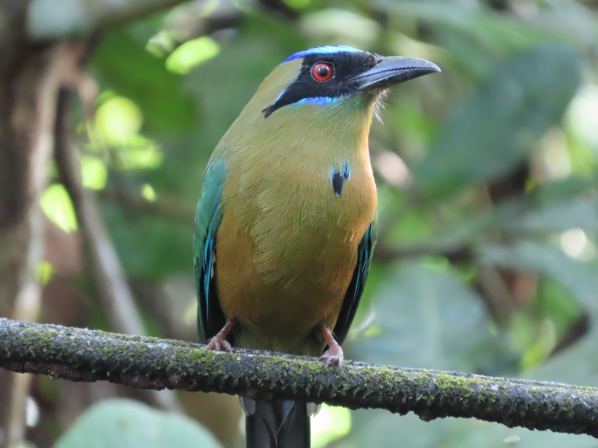 momot houkavý - ML646819080