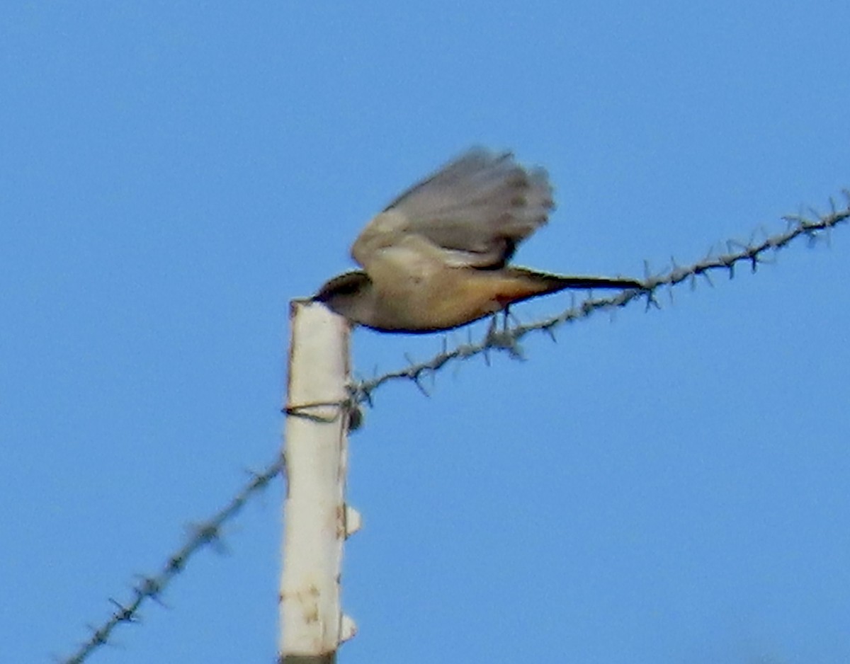 Say's Phoebe - ML646819088