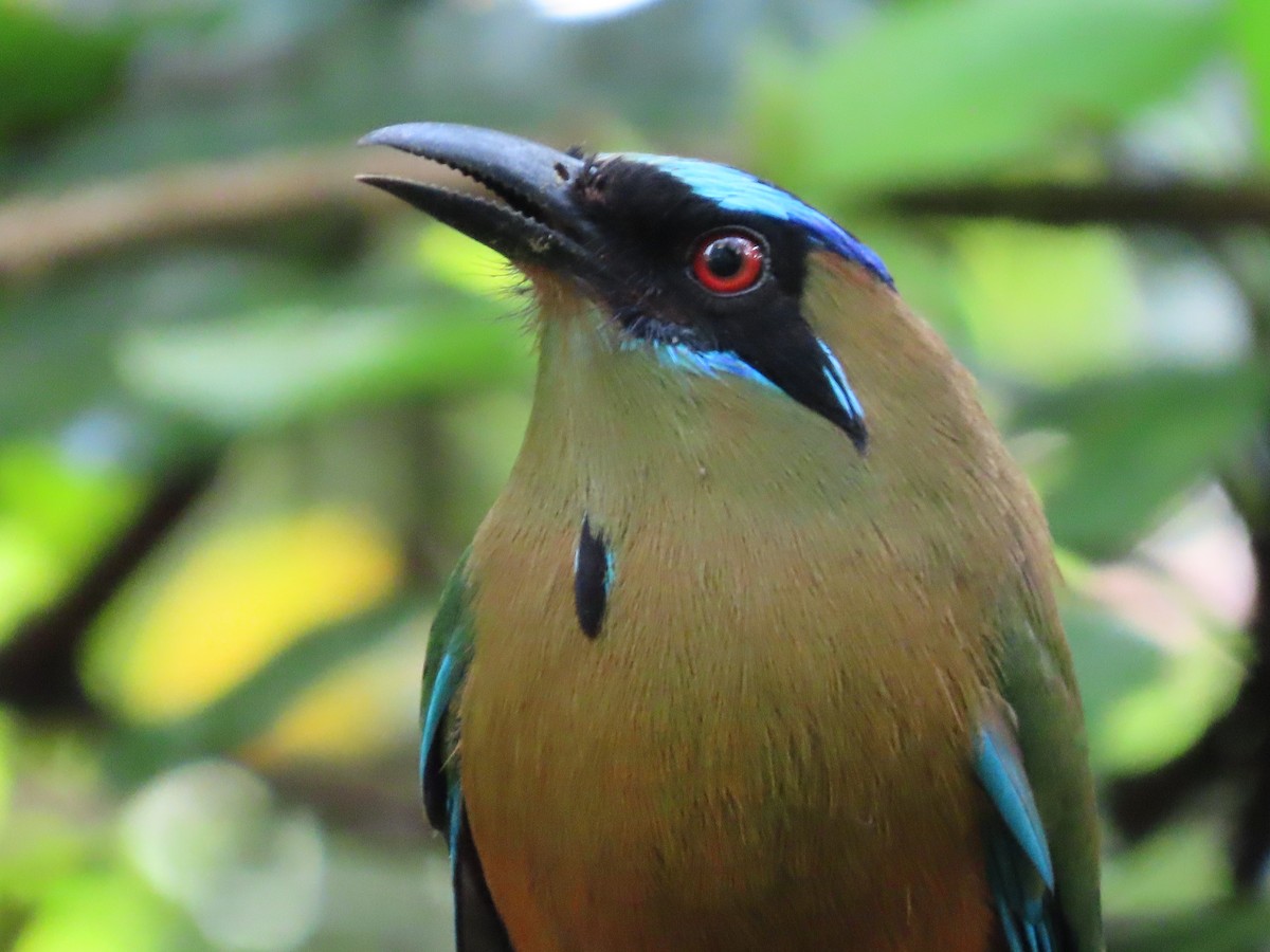 momot houkavý - ML646819089