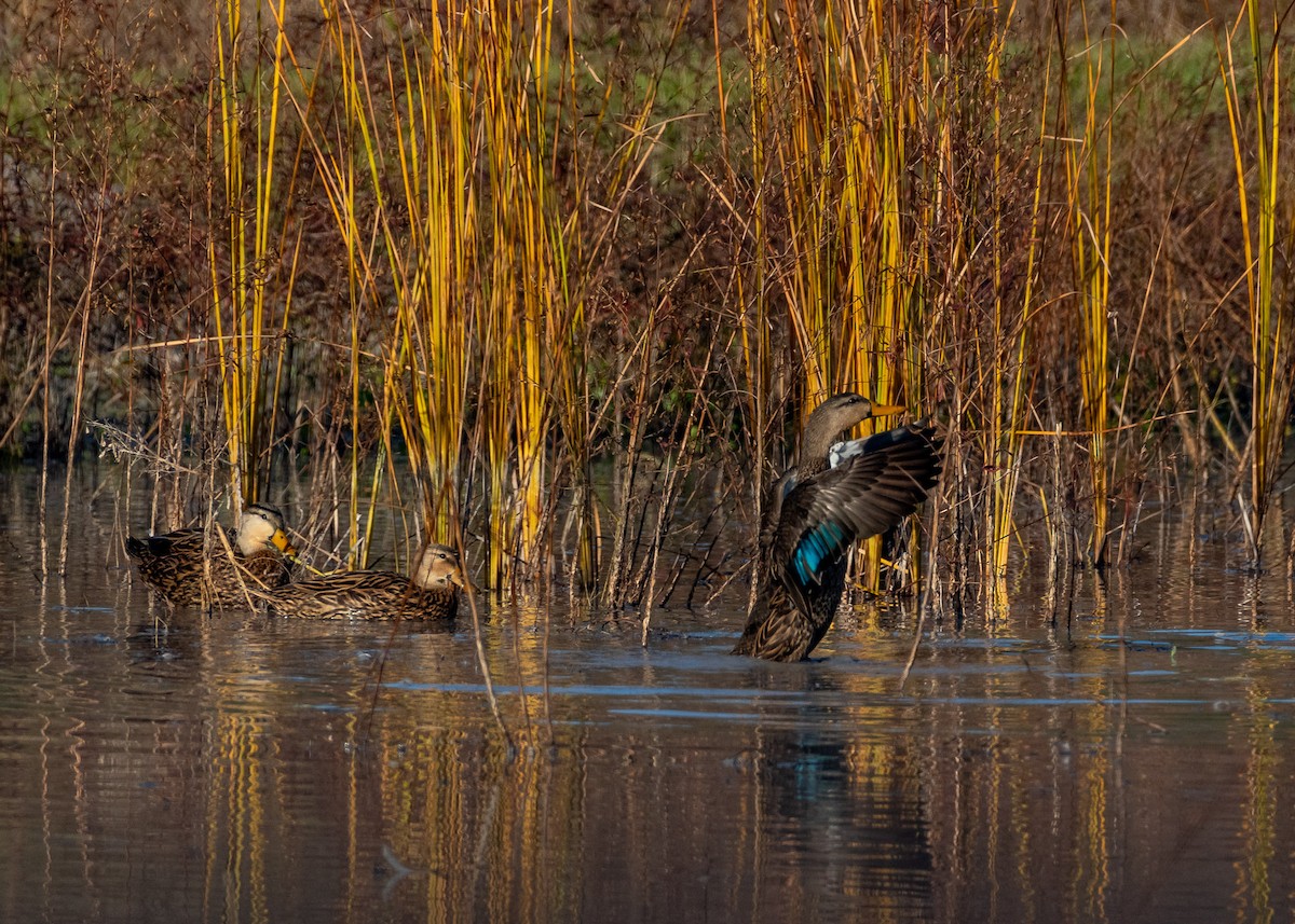 Mottled Duck - ML646819092