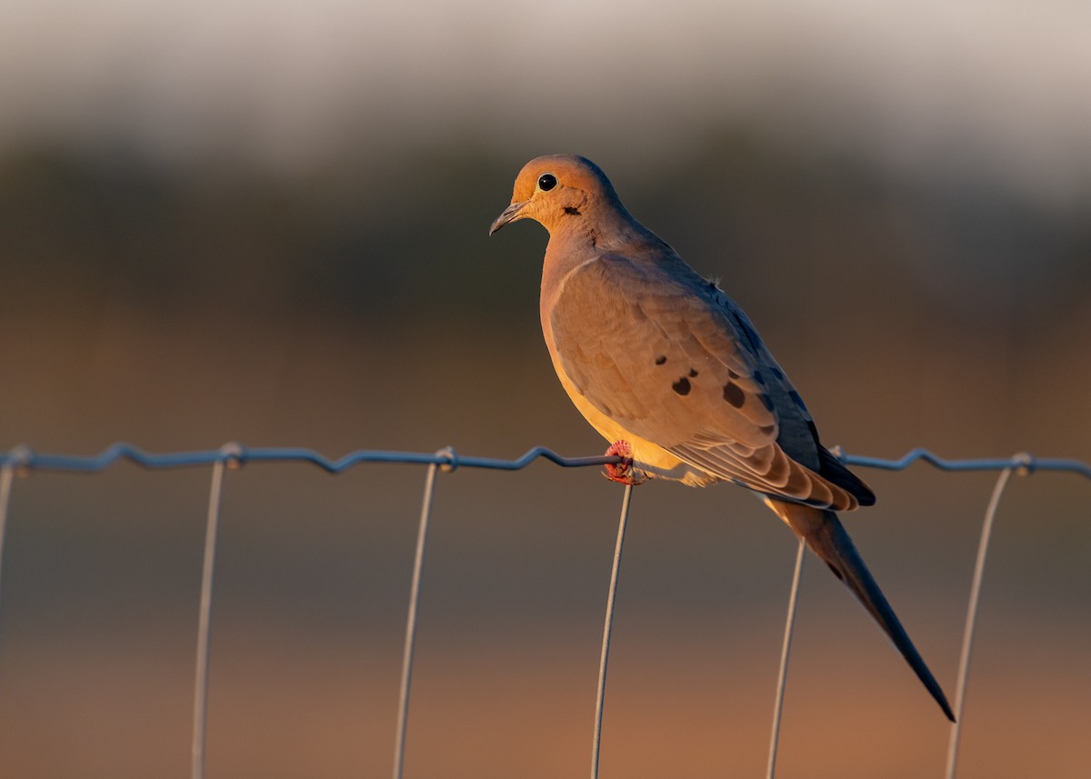 Mourning Dove - ML646819094