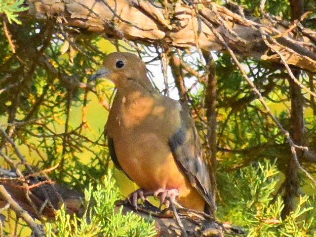 Mourning Dove - ML646819100