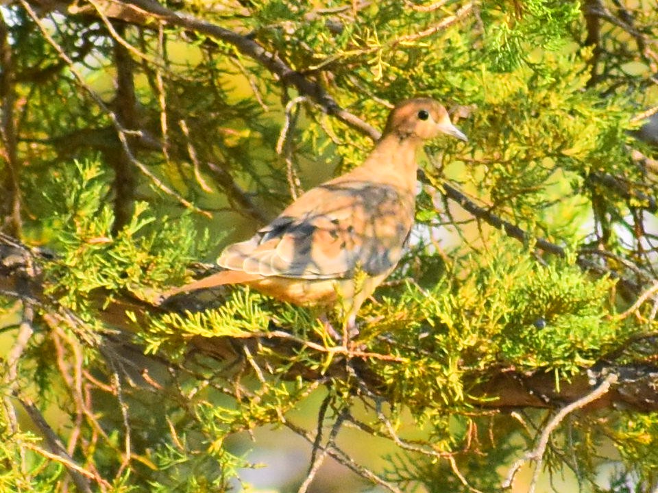 Mourning Dove - ML646819101