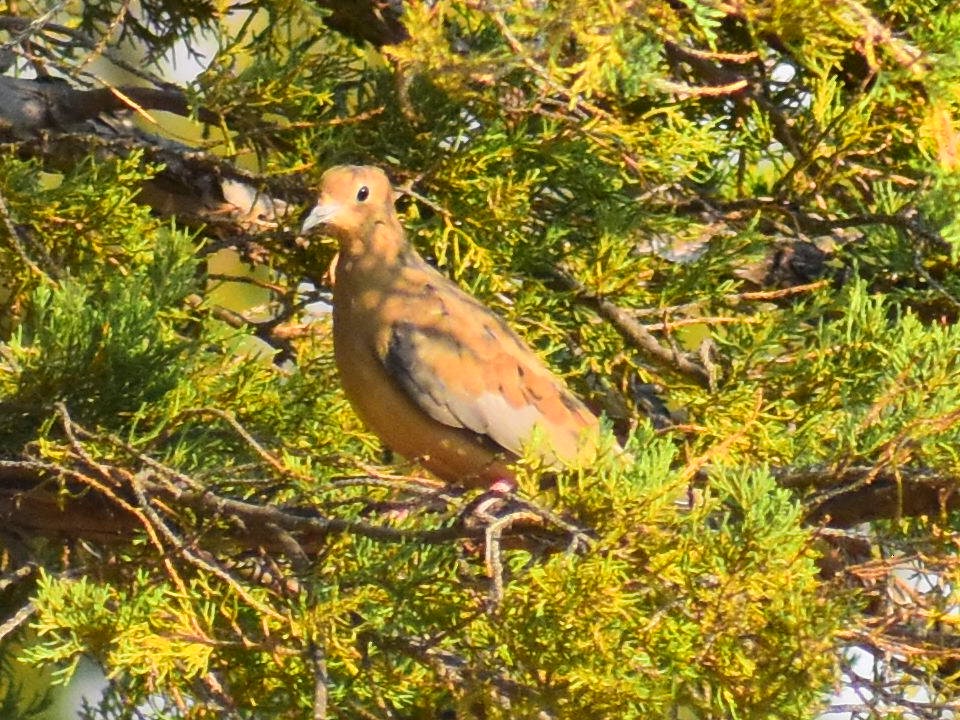 Mourning Dove - ML646819103