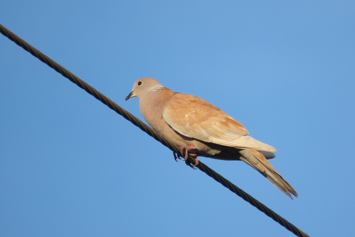 תור צווארון - ML646819104