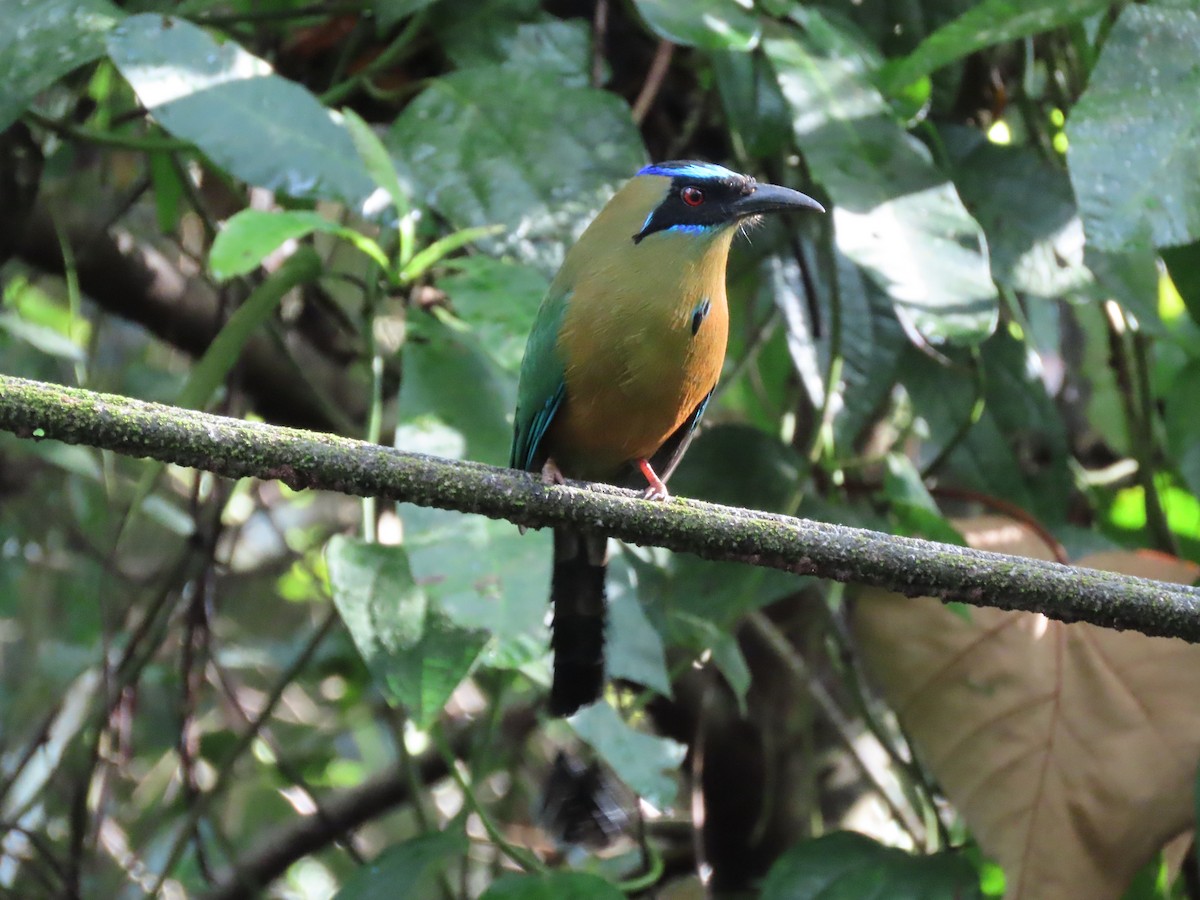 momot houkavý - ML646819105