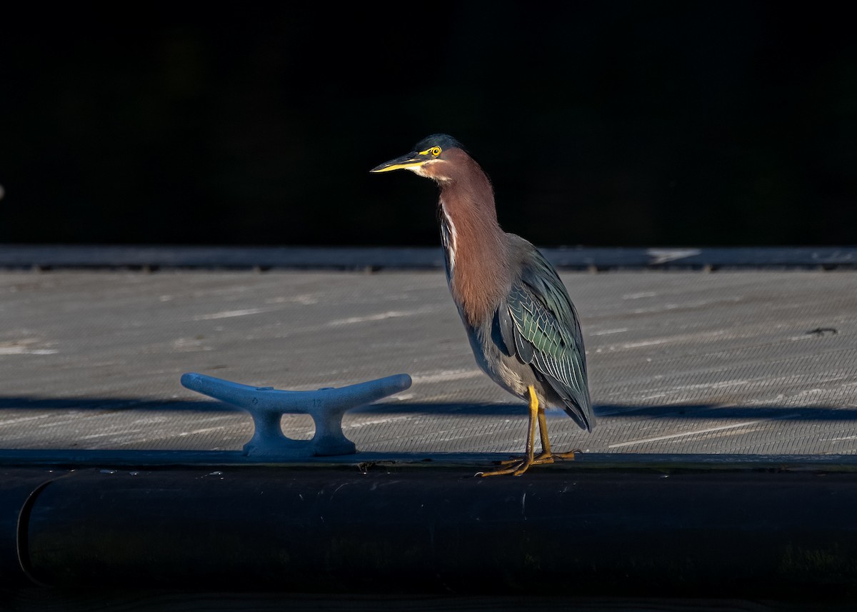 Green Heron - ML646819106