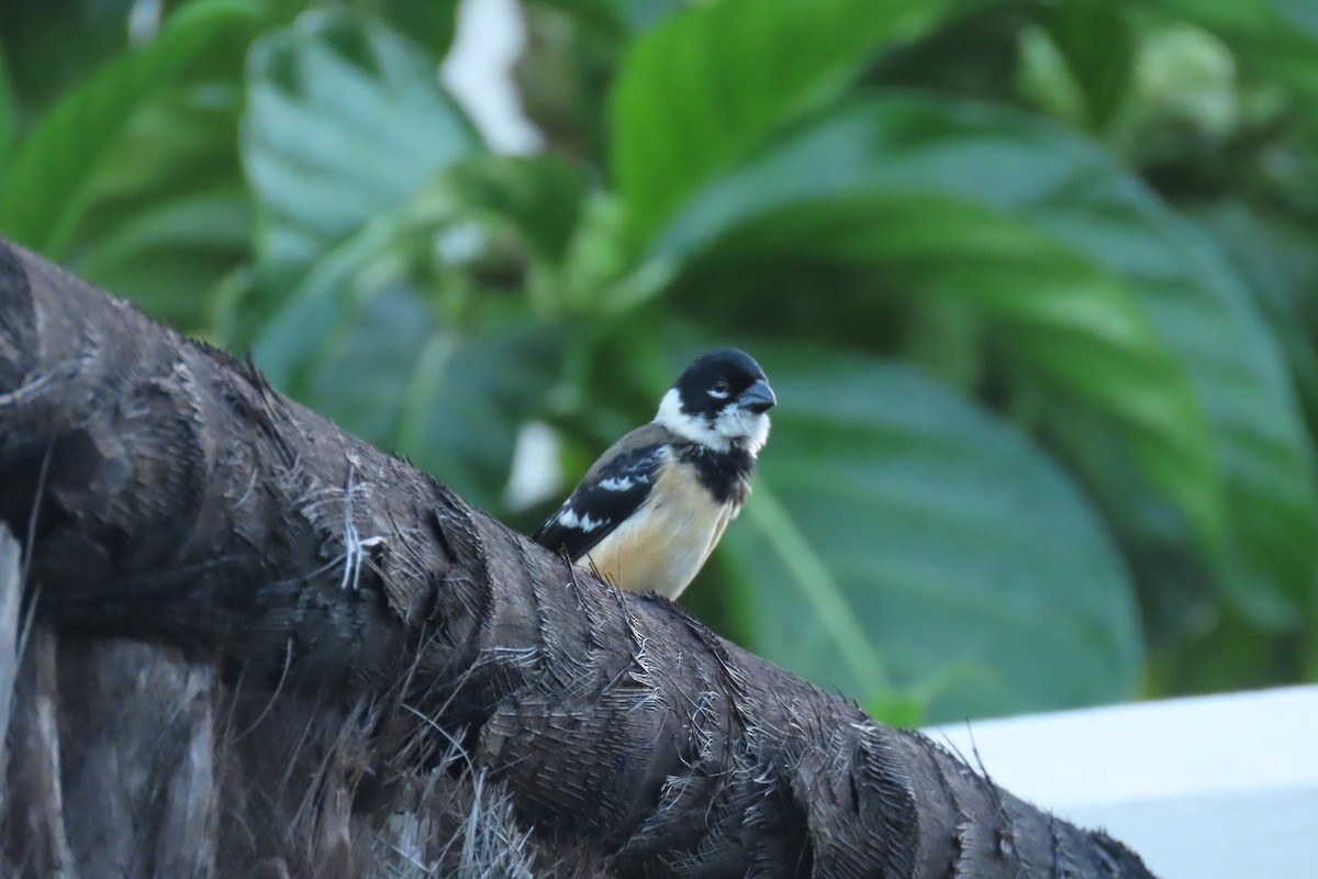 Morelet's Seedeater - ML646819114