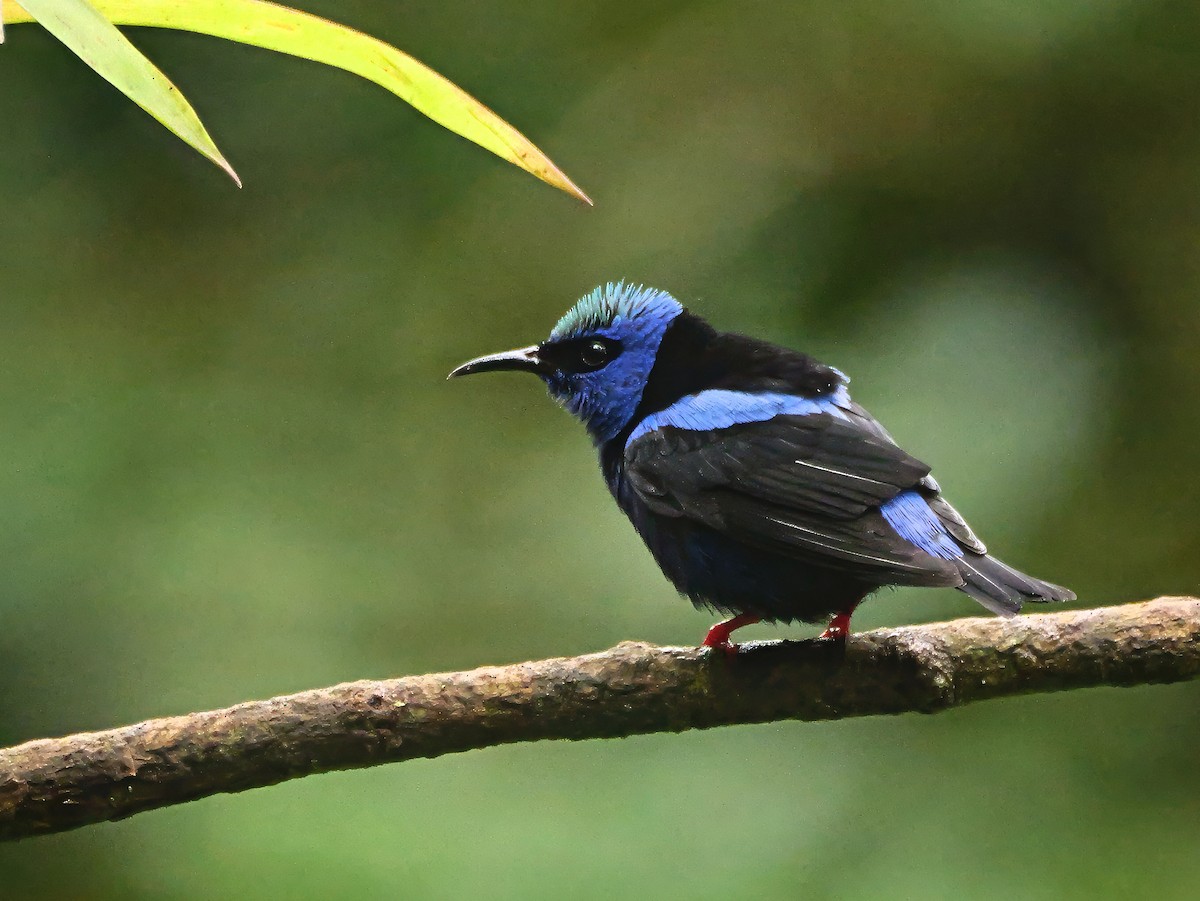 rødbeinhonningkryper - ML646819115