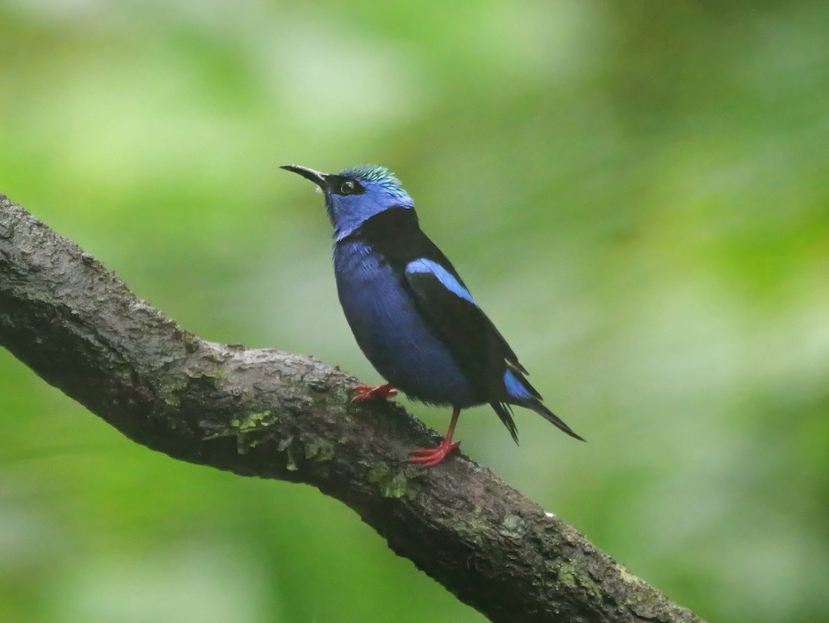 rødbeinhonningkryper - ML646819116