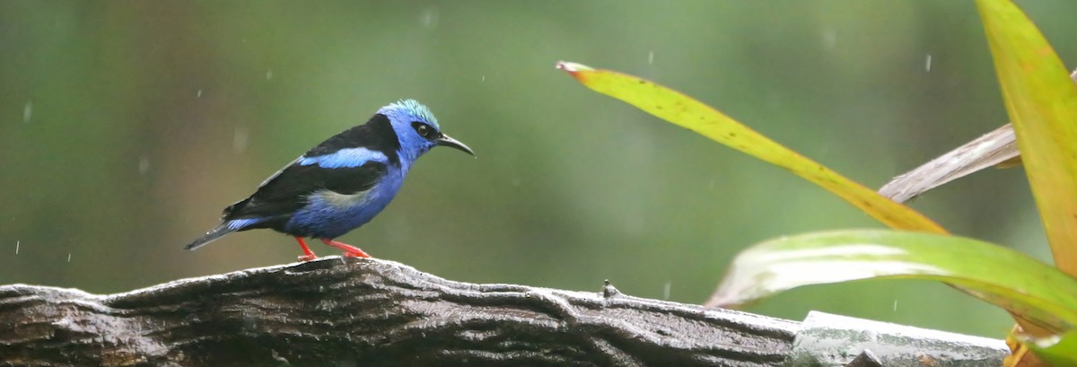 rødbeinhonningkryper - ML646819117