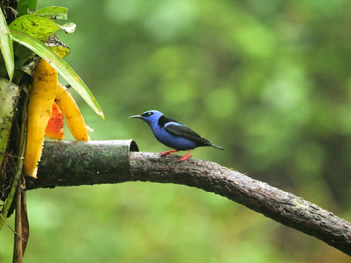 rødbeinhonningkryper - ML646819118