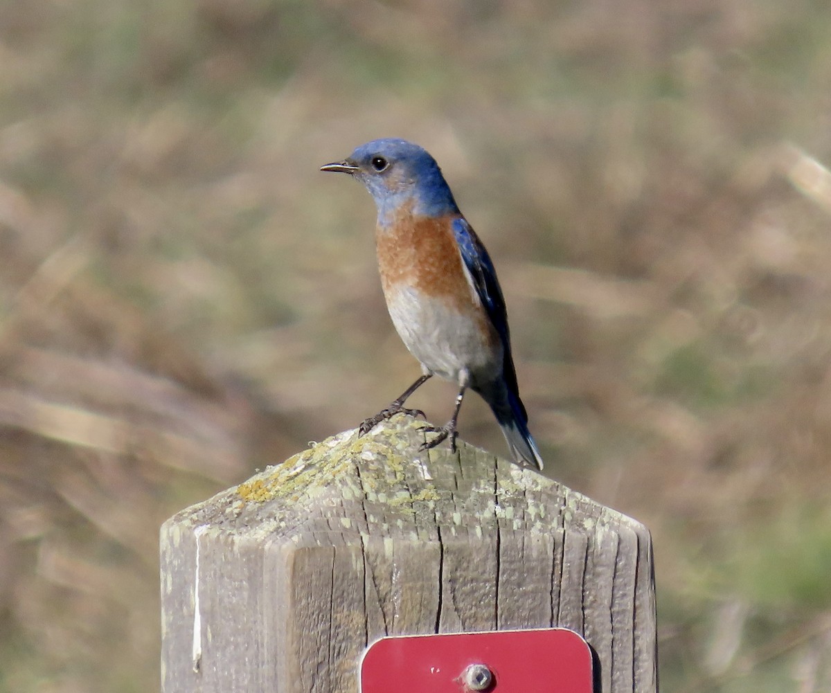 Western Bluebird - ML646819120
