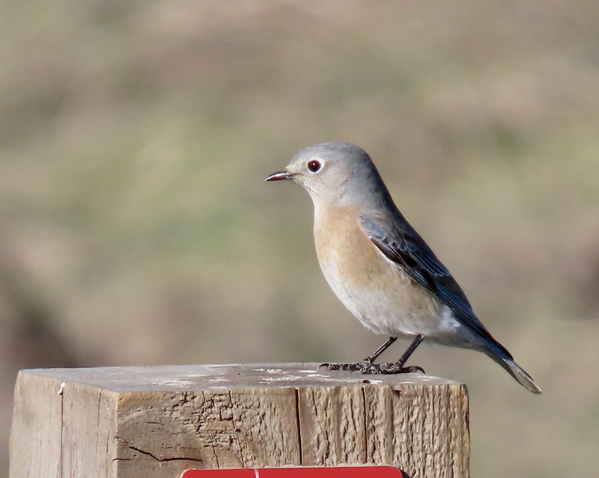 Western Bluebird - ML646819121