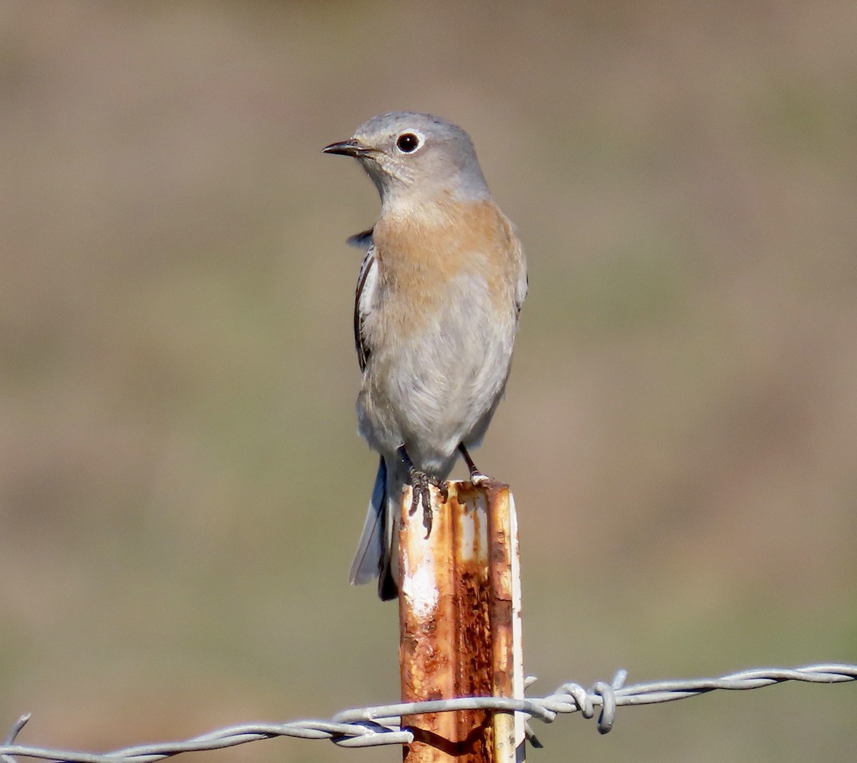 Western Bluebird - ML646819122
