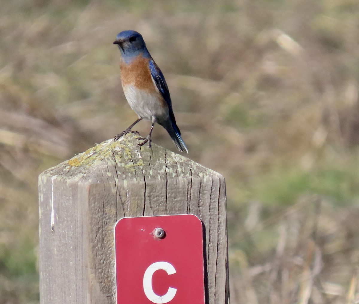 Western Bluebird - ML646819123