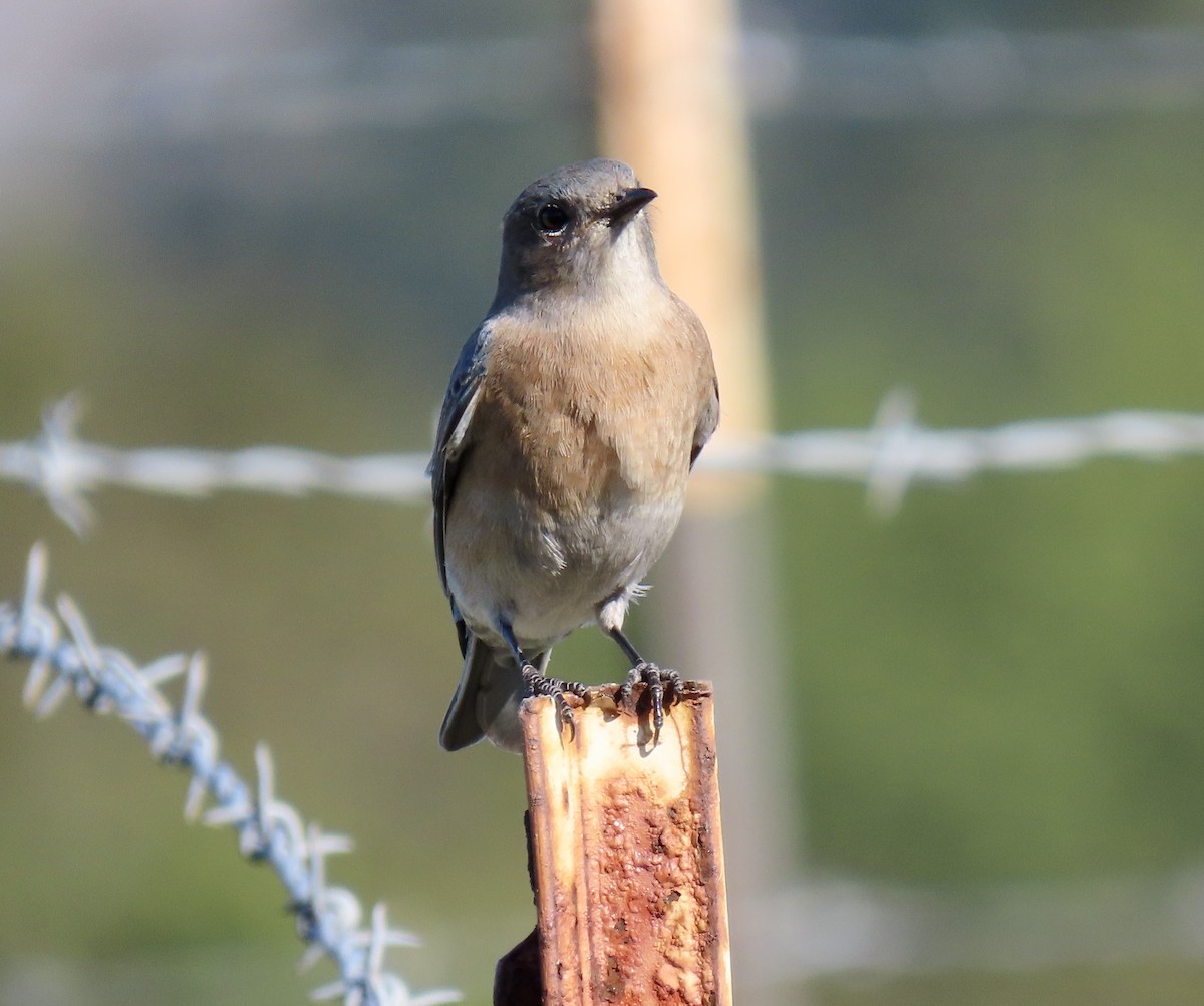 Western Bluebird - ML646819124