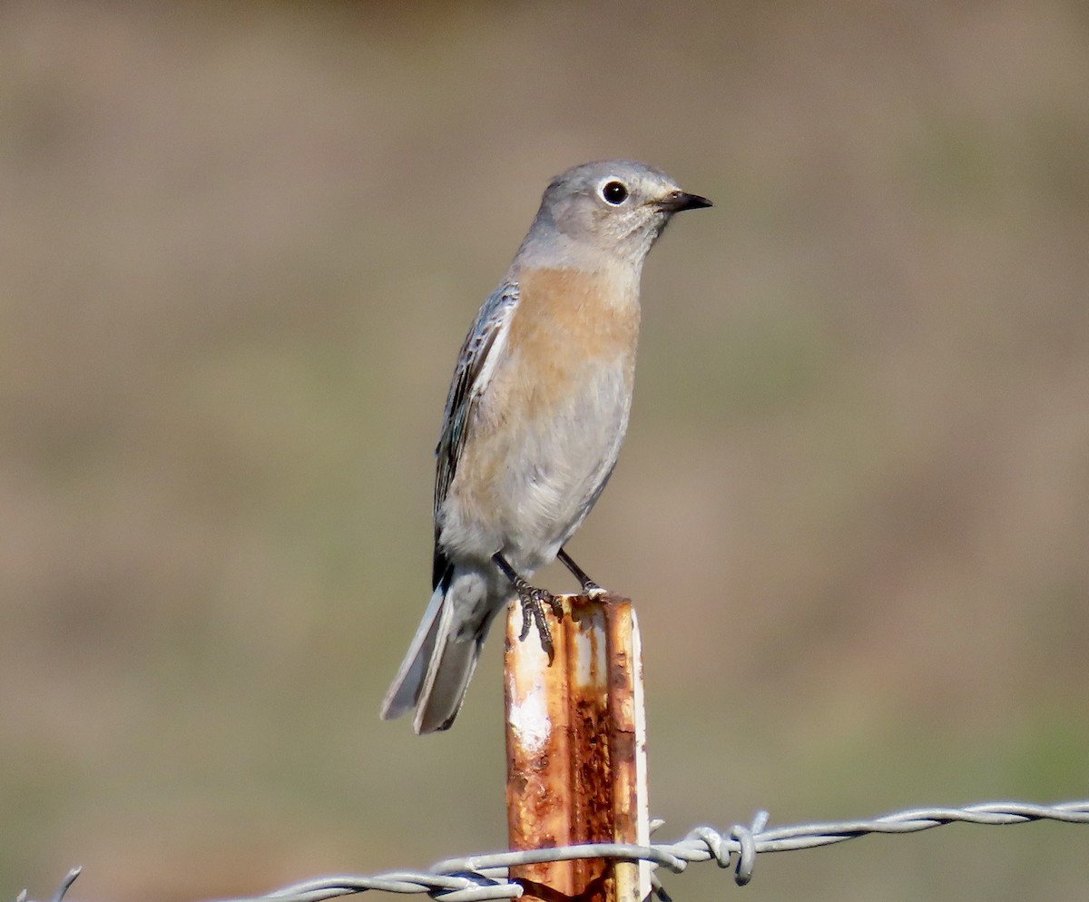 Western Bluebird - ML646819125