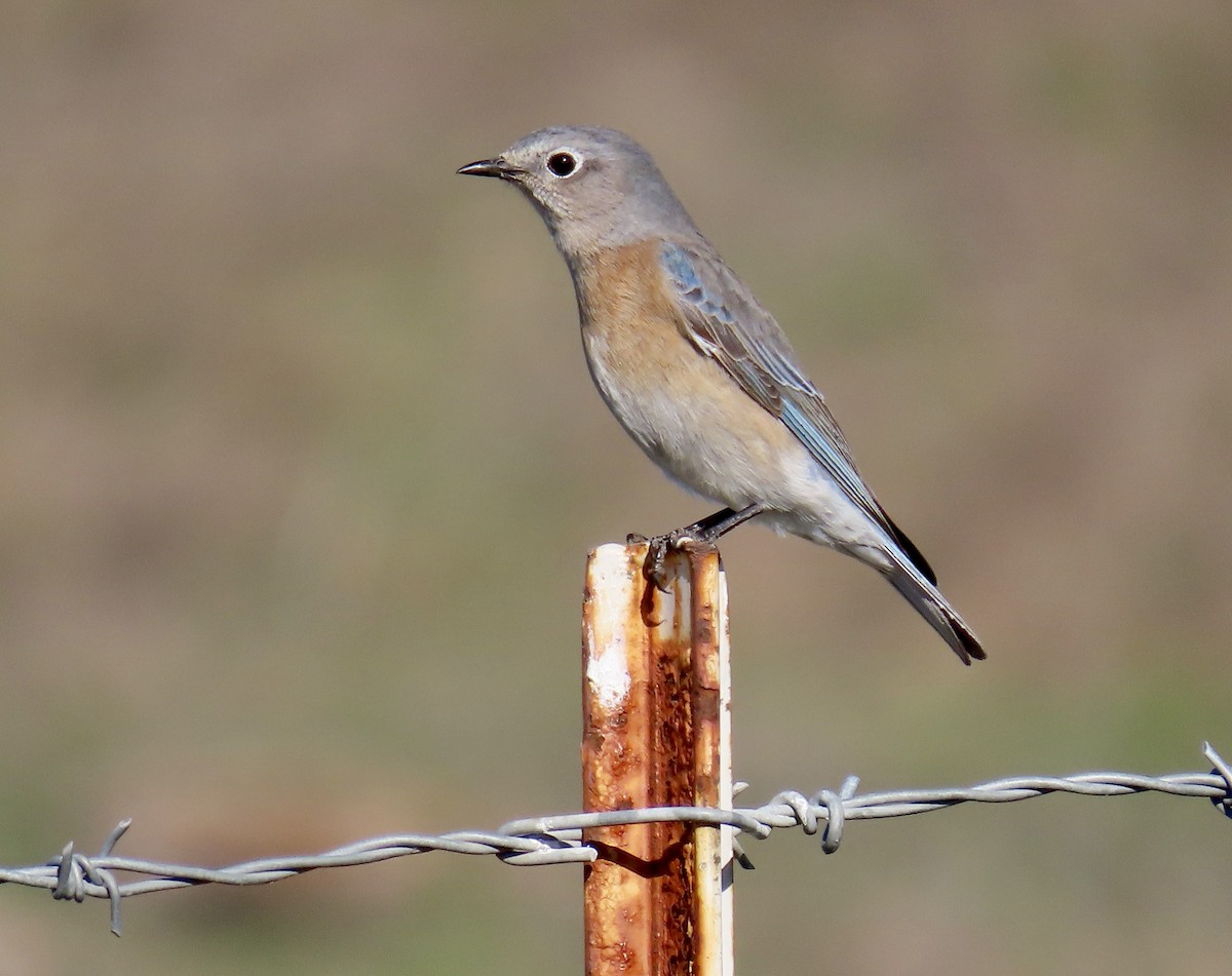 Western Bluebird - ML646819126