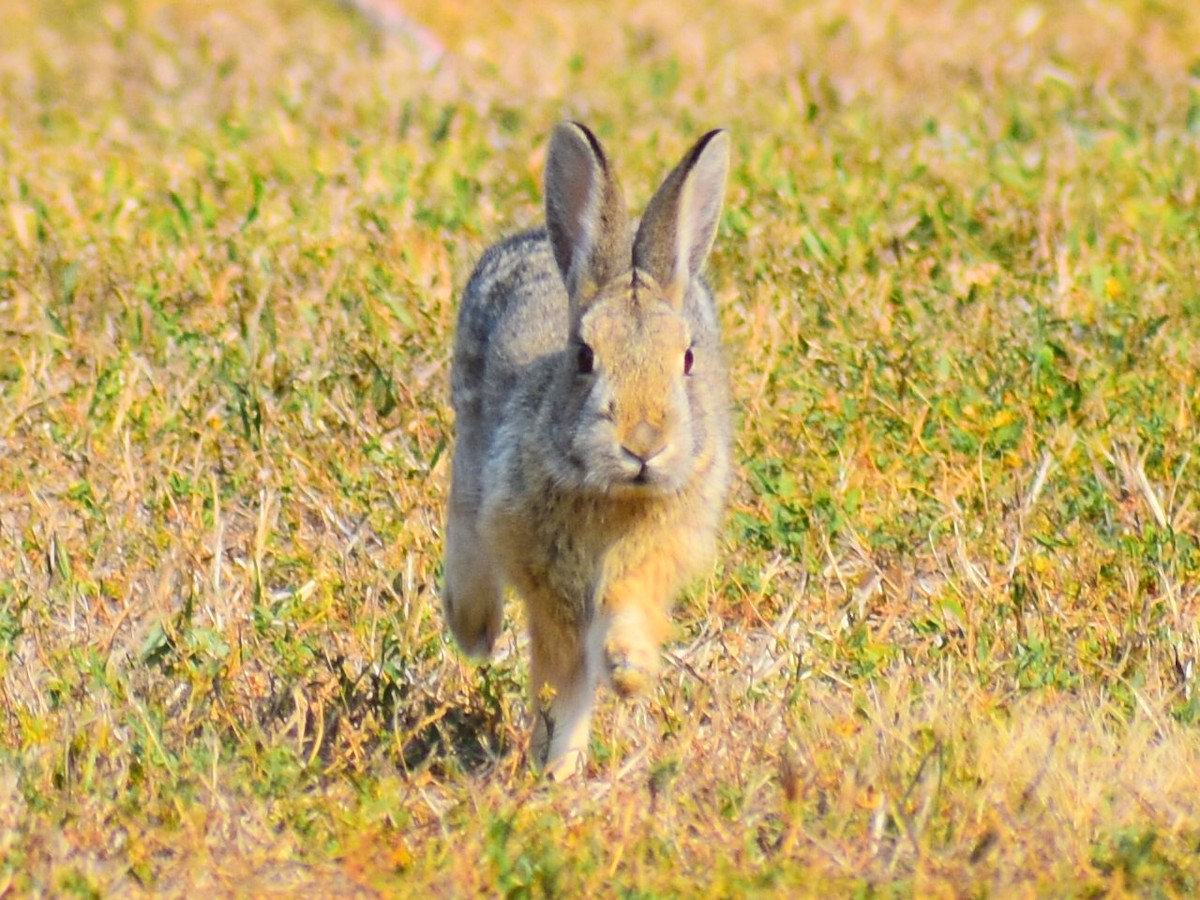 Mountain Cottontail - ML646819127