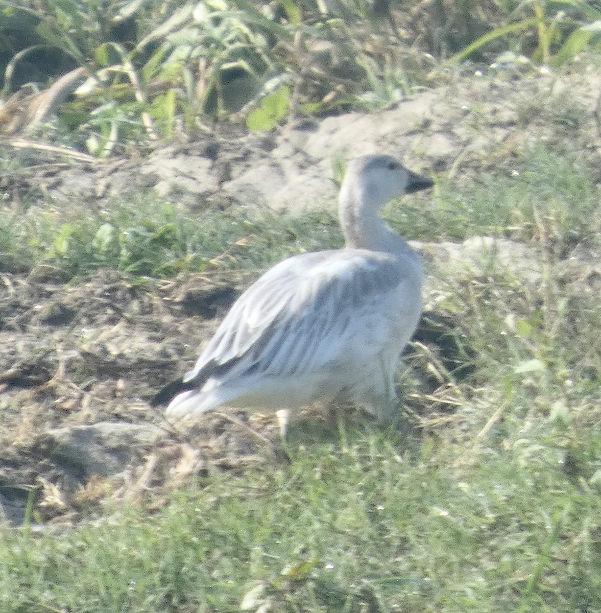 Цасны галуу - ML646819128