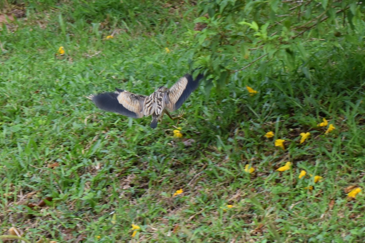 okerrørdrum - ML646819129