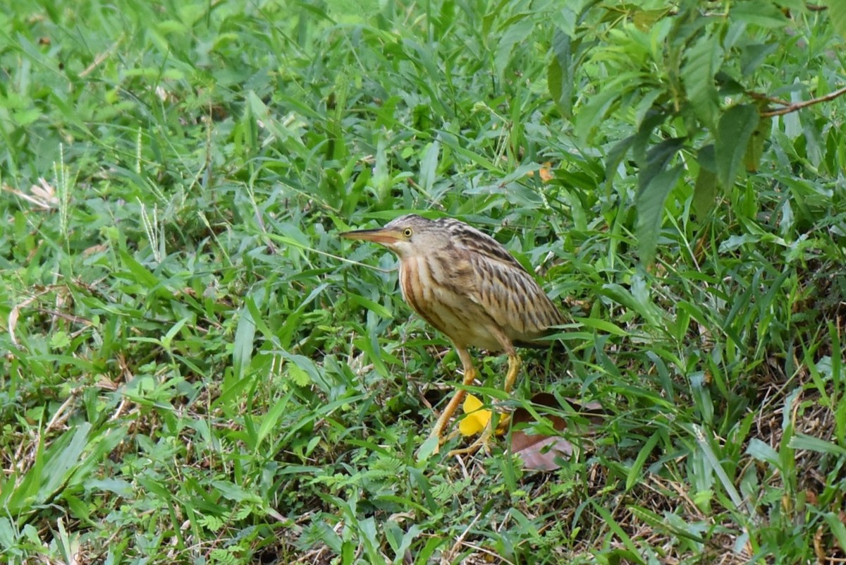 okerrørdrum - ML646819130