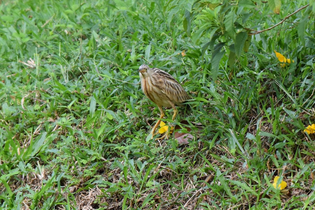 okerrørdrum - ML646819132