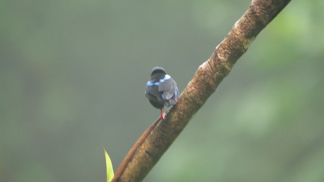 rødbeinhonningkryper - ML646819133