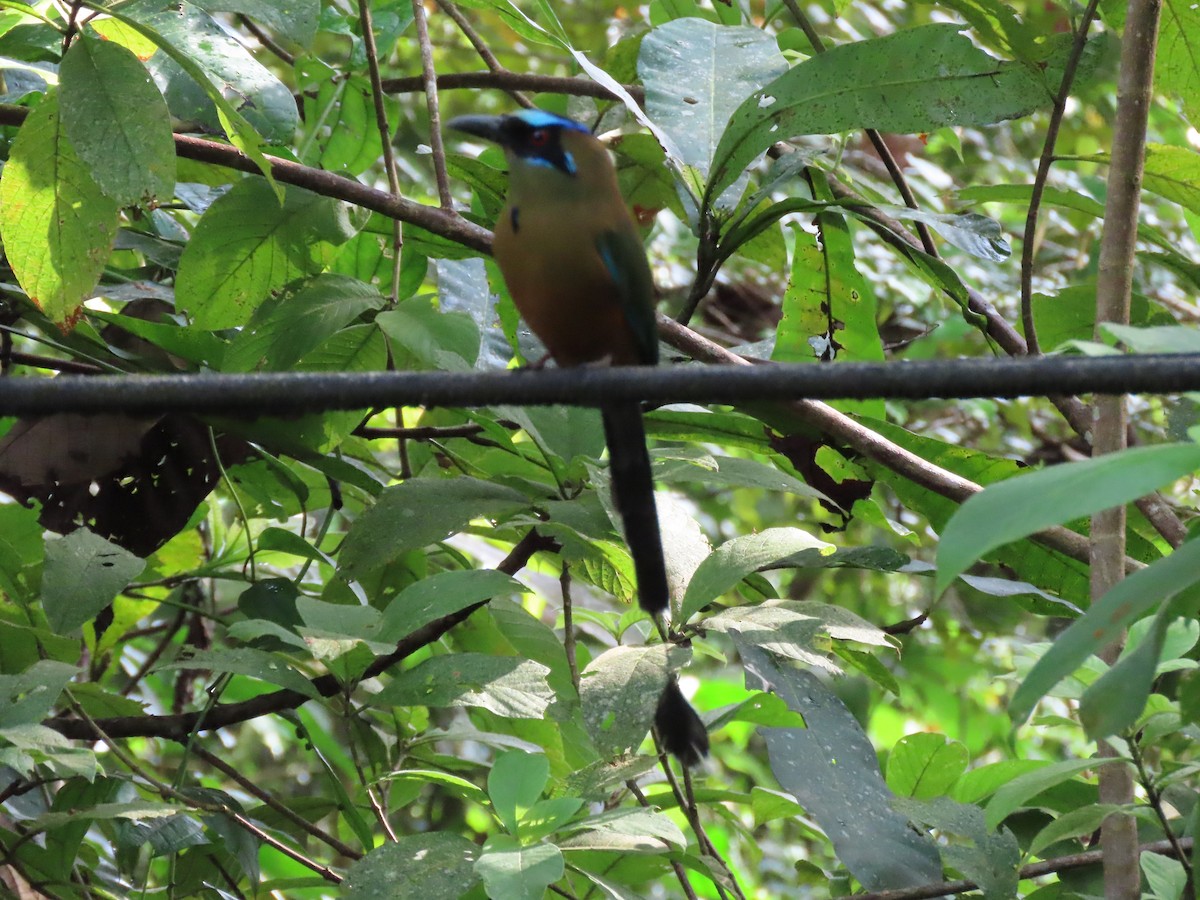 momot houkavý - ML646819135