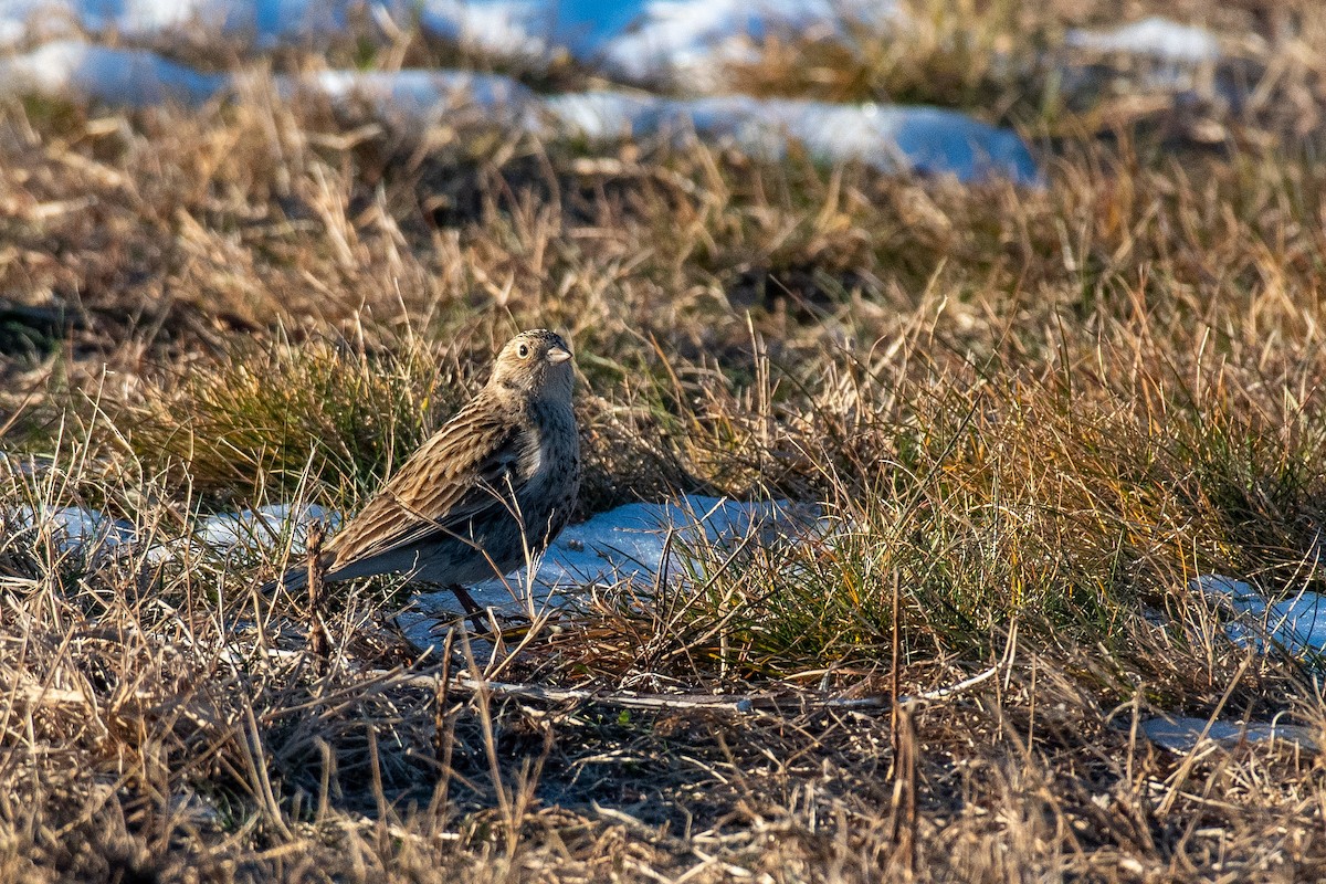 Chestnut-collared Longspur - ML646819137