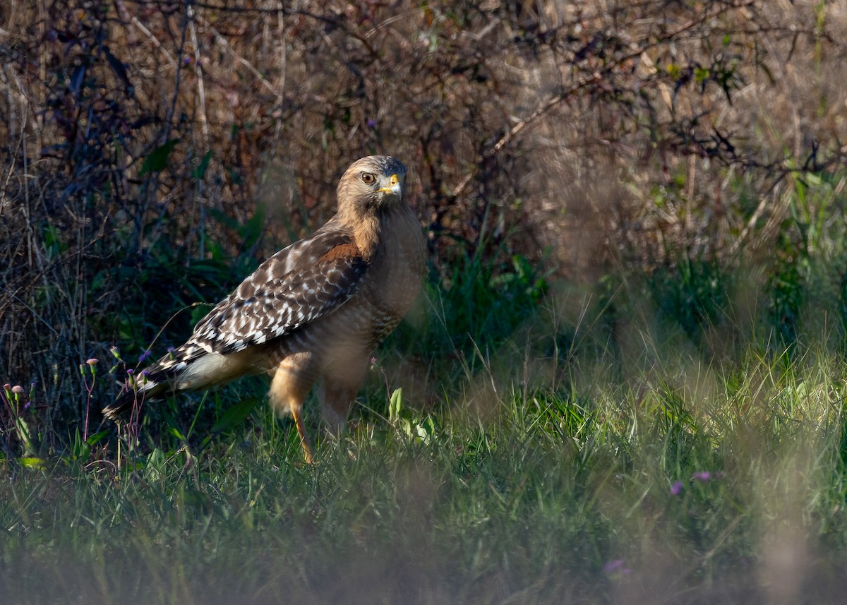 Red-shouldered Hawk - ML646819138