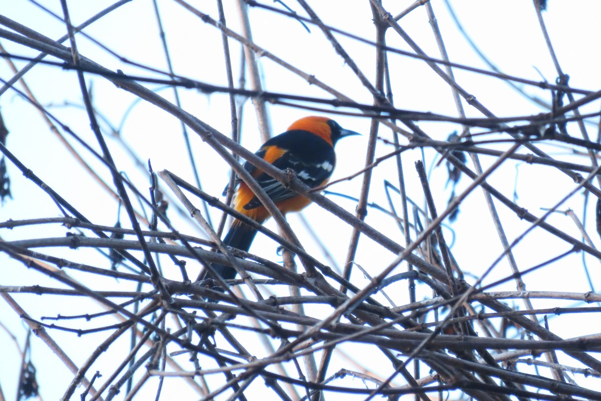 Hooded Oriole - ML646819139