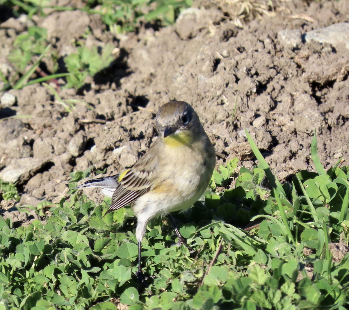 Yellow-rumped Warbler - ML646819140