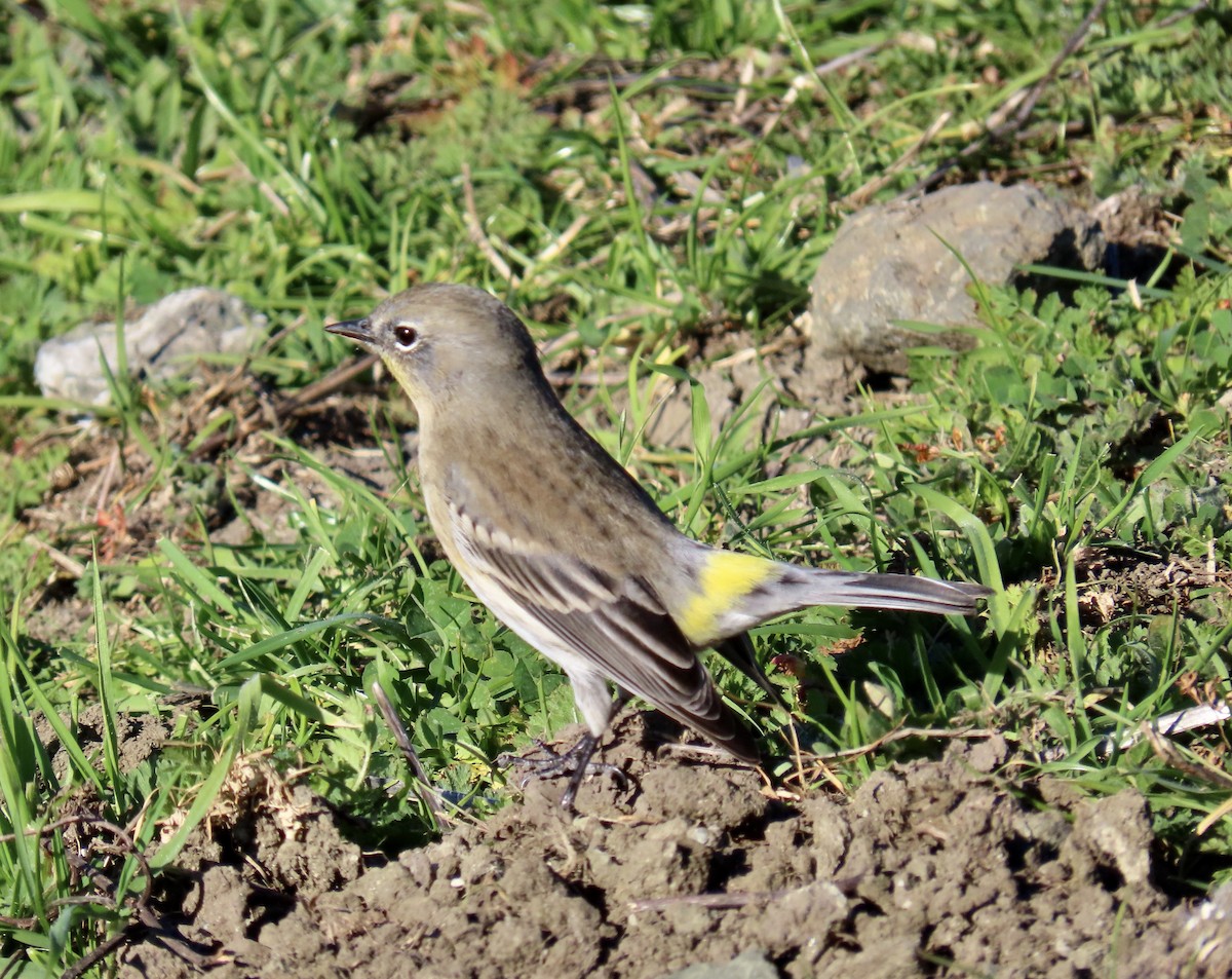 Yellow-rumped Warbler - ML646819141