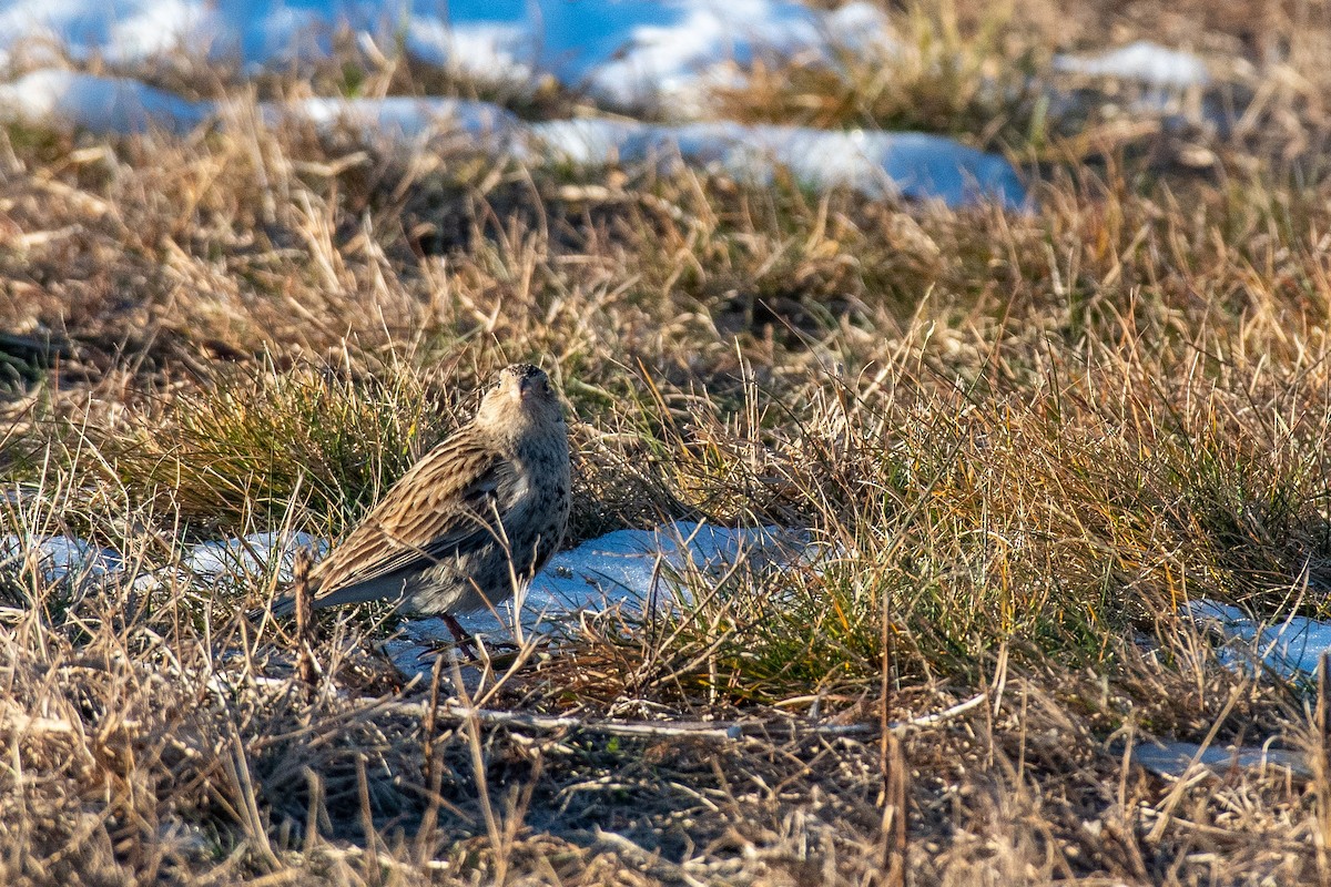 Chestnut-collared Longspur - ML646819142