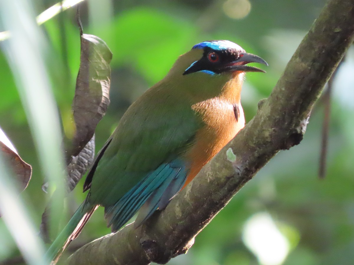 momot houkavý - ML646819143