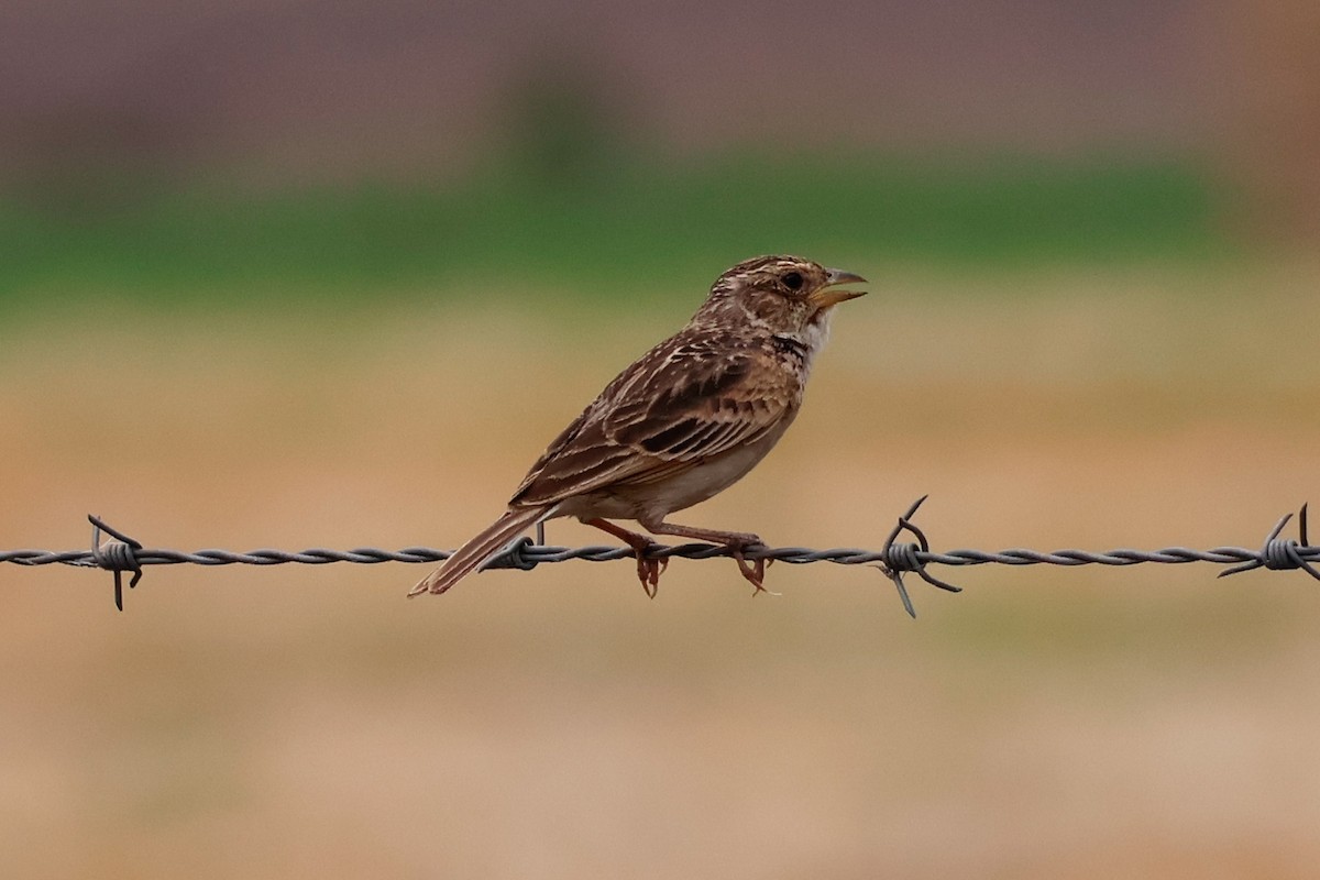 savannelerke - ML646819145