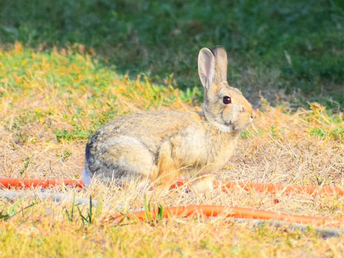 Mountain Cottontail - ML646819146