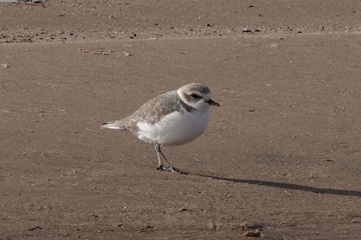 Бледный зуёк - ML646819147